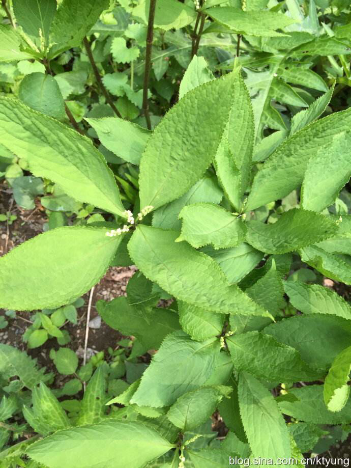 中药材药性及功效,及己药用功效