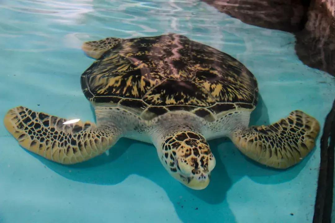 娴欐睙鍙板窞瀹濊棌鐢峰,鍙板窞瀹濊棌鐢风敓