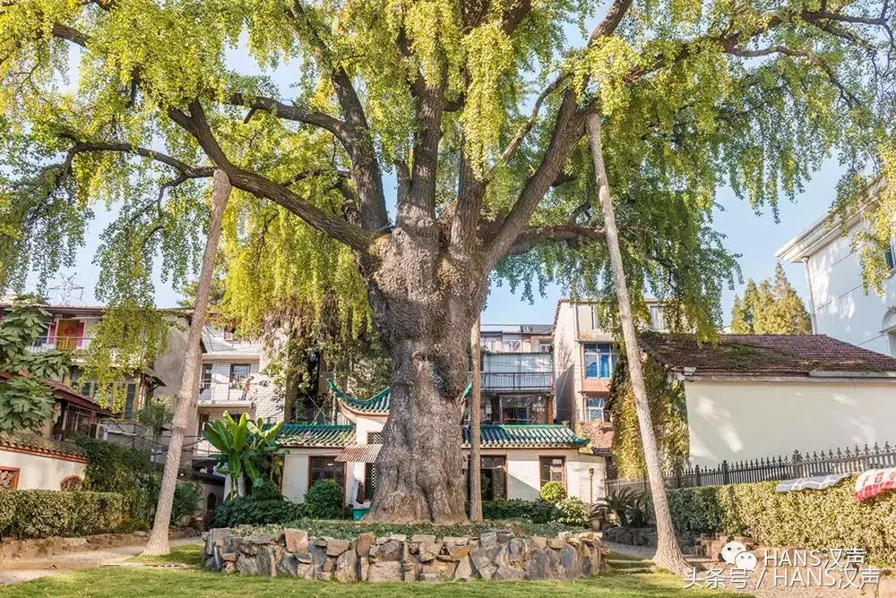 HANS城报｜喜茶开业星巴克外卖来了！11月武汉这些地方值得去浪