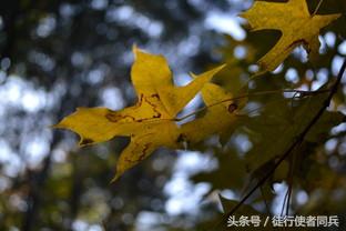 适合新手的便宜功能全的相机,华为手机相机的实用功能