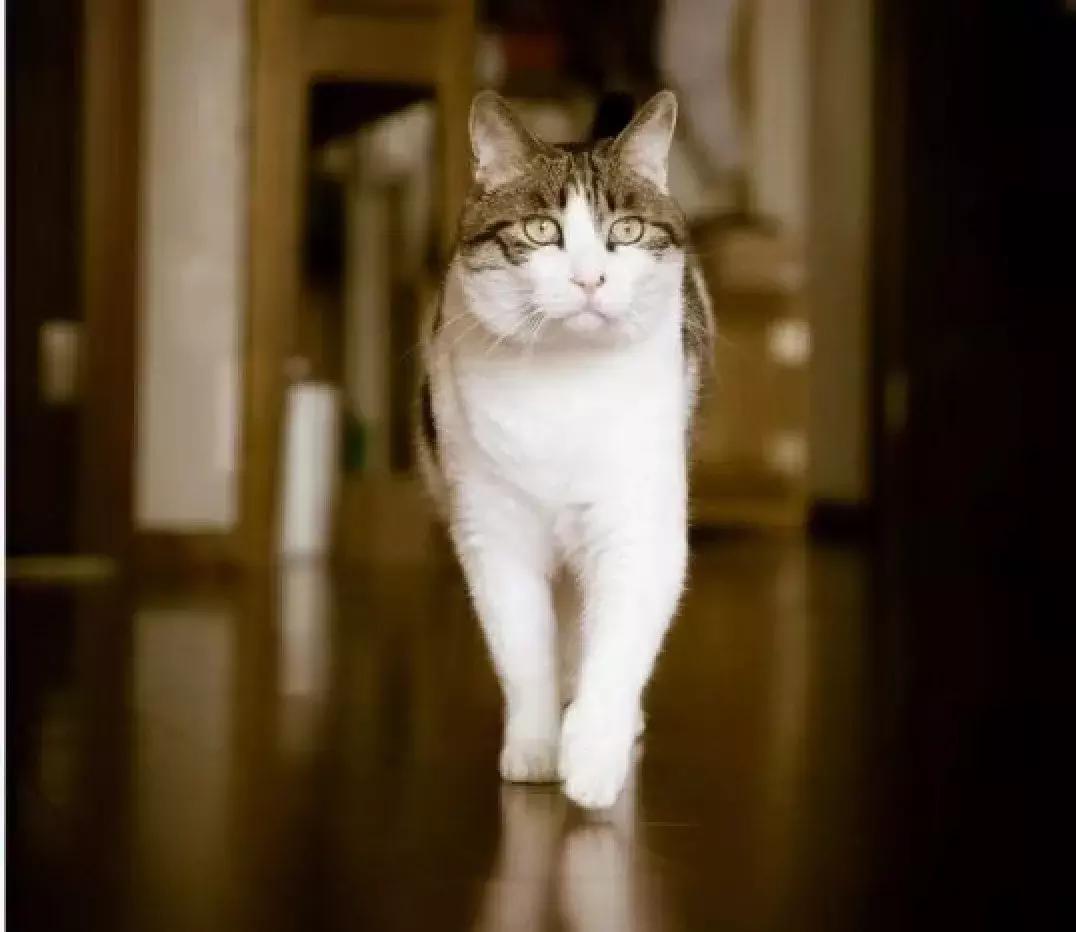 猫粮有关猫咪的健康可不能随便选 (猫咪生病吃哪种湿猫粮)