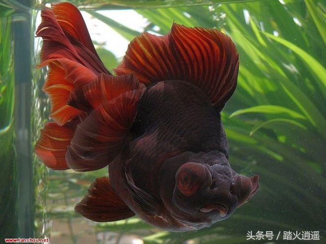 精品蝶尾和混色蝶尾区别,怎么挑选蝶尾最好