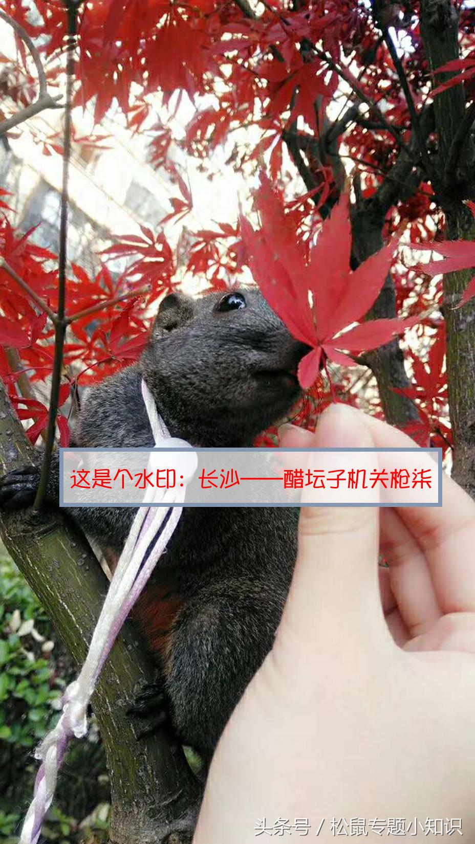 小松鼠咬了一口要打针吗,被松鼠咬了一年了打针能活多久