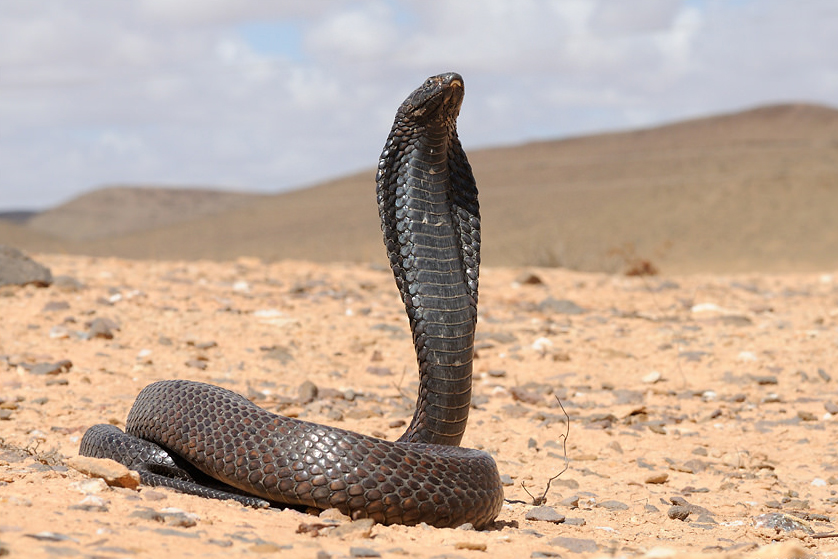 毒蛇喷出的毒液有害吗,把毒蛇的毒液放到血里