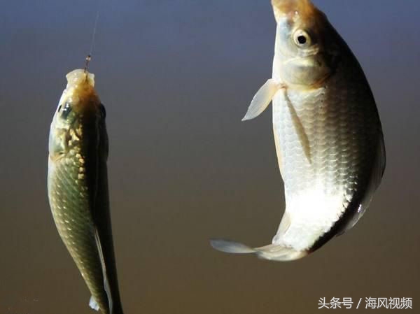 双钩钓鲢鳙钩距,双钩钓鲫鱼钩上下距离