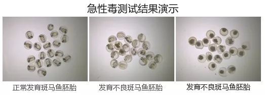 猫咪肾衰竭专用猫粮,80元一公斤猫粮推荐