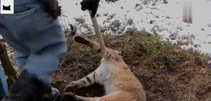 好心人救助小动物视频,猞猁被救助