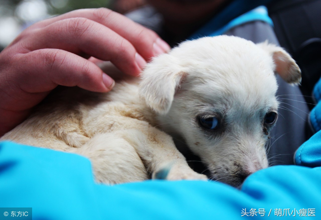 怎么解决狗狗反胃呕吐问题,狗狗嘴边挂粘稠口水还呕吐咋回事