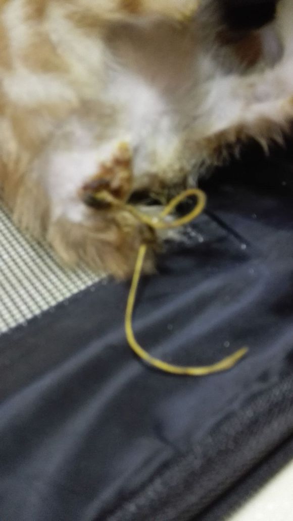 脱肛猫是什么,脱肛的小猫怎么治