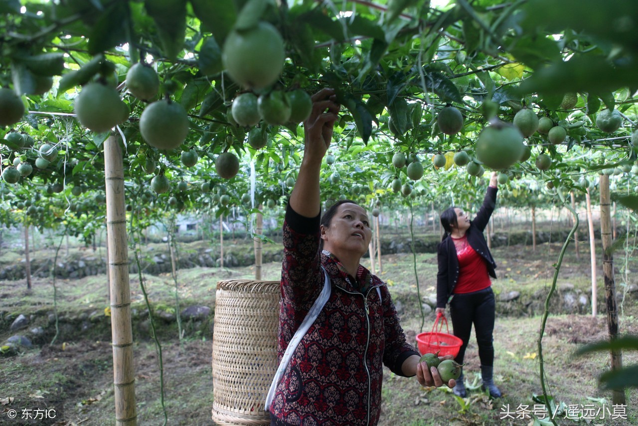 最新黄金百香果种植技术,黄金百香果的正确种植方法