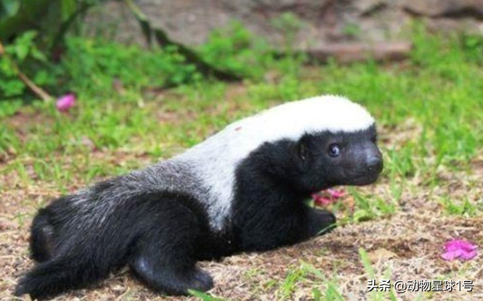 平头哥蜜獾照片,蜜獾平头哥动物科普