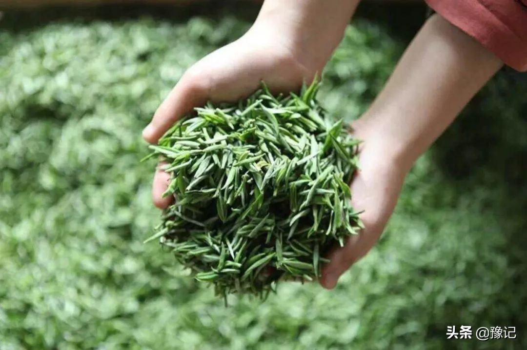 信阳毛尖新茶好喝还是老茶好喝,信阳毛尖单芽与一芽一叶哪种好喝
