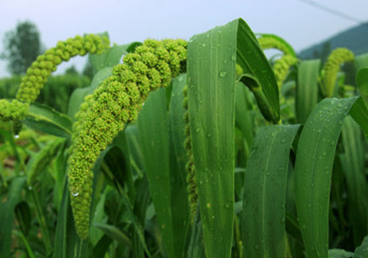 谷子种植，了解好谷子生长发育的需求，满足所需才能长得好