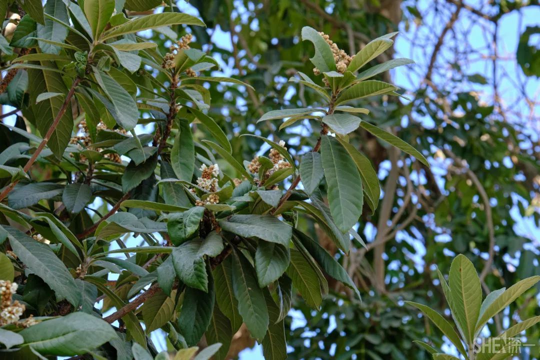 深圳新秀村南区,罗湖区新秀村