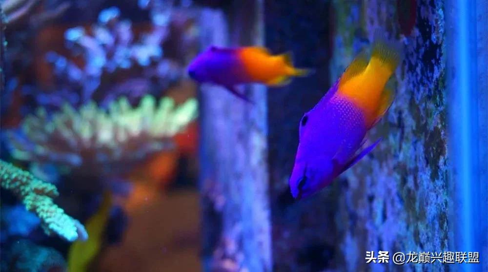 海缸最好养的生物,海缸最好养的软体生物