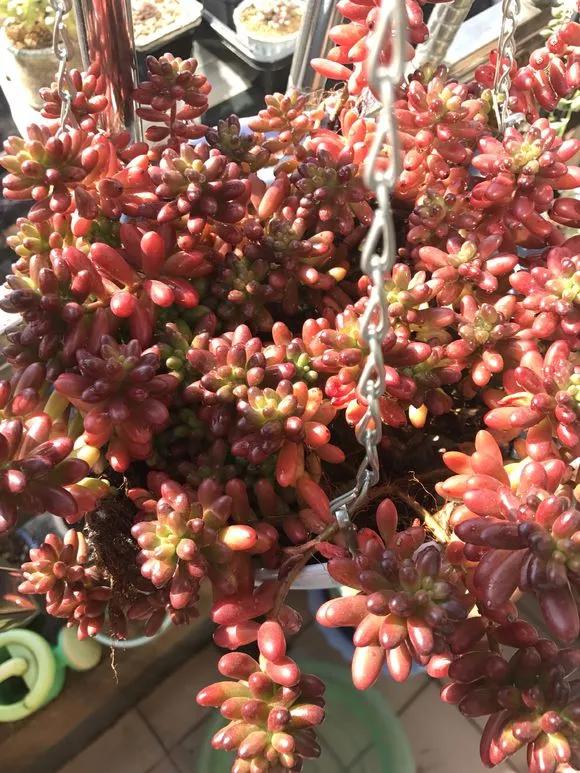 容易掉色的多肉,夏天怎样预防多肉腐黑