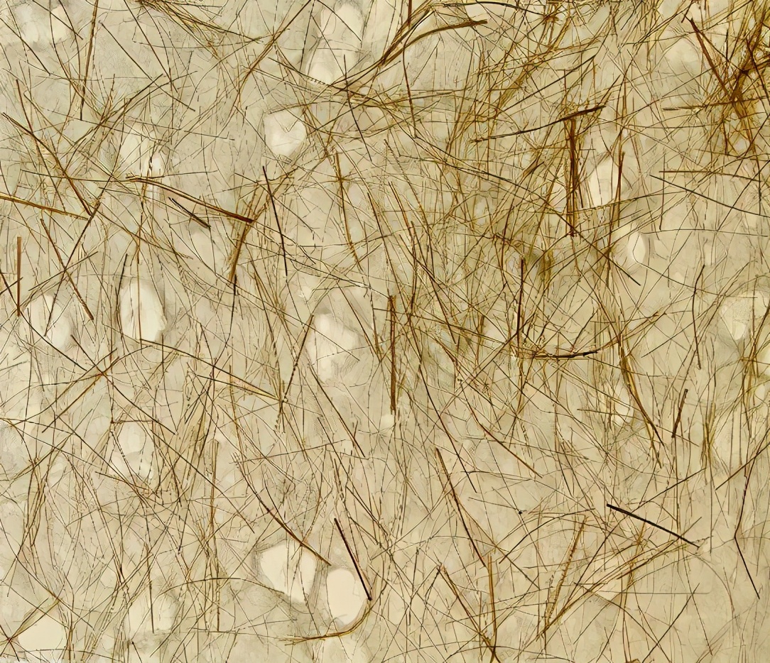 麻纤维的发展史,麻纤维有哪些品种