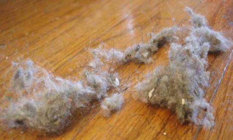 家里有细毛灰尘是什么原因,别再为琐事烦心