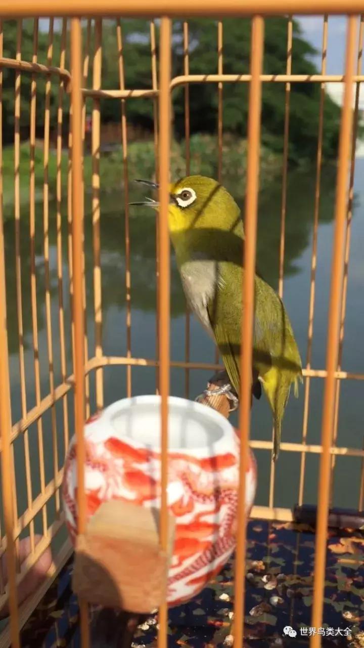 绣眼鸟的叫法视频,绣眼鸟怎么分极品