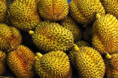 如何挑选榴莲的公母,榴莲要选母的好还是公的好