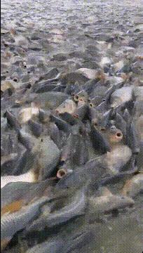 爆笑gif动图,大哥的搞笑gif