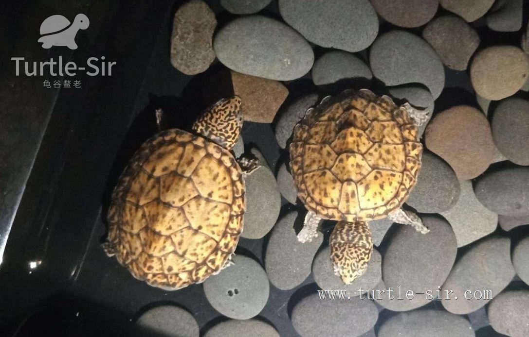 养小乌龟如何选龟粮,10元买了一只乌龟怎么养