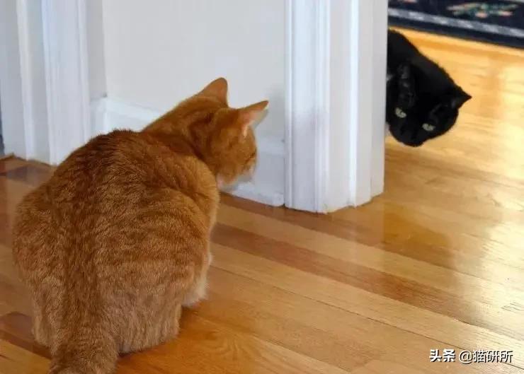 多猫家庭打架,多猫家庭遇到猫咪打架该怎么办