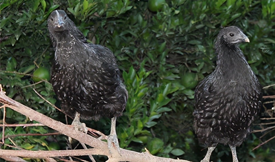 农村小伙养了十只黑鸡,回乡养本地黑鸡的90后小伙