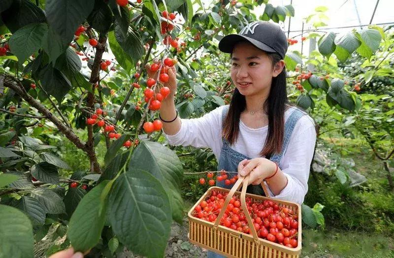 宁波横溪樱桃采摘,宁波周边樱桃采摘