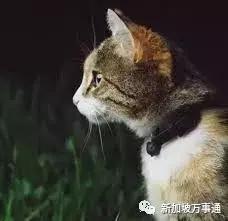 新加坡全岛追凶！一只黑猫竟被如此残忍地虐死