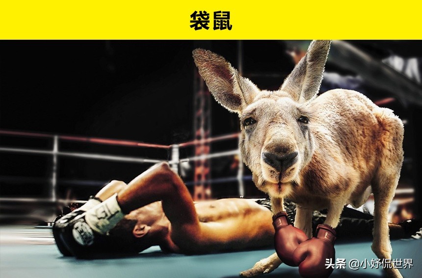 10种动物并没有你想象的那么危险,十种最可怕的动物但很可爱