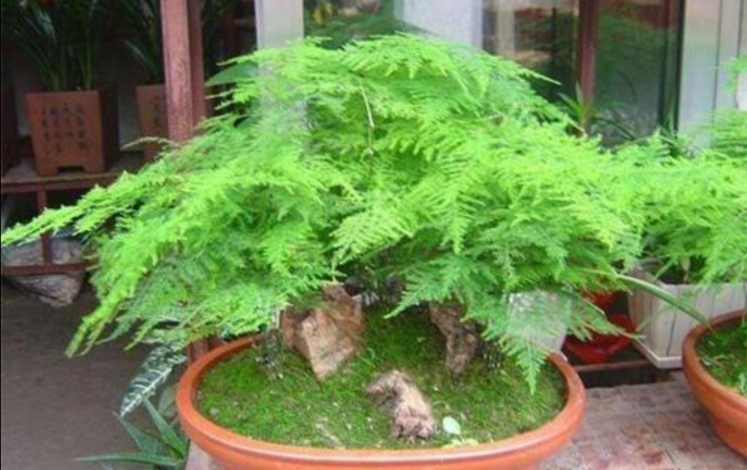 文竹叶子枯黄是什么原因,文竹枝条枯萎什么原因引起的