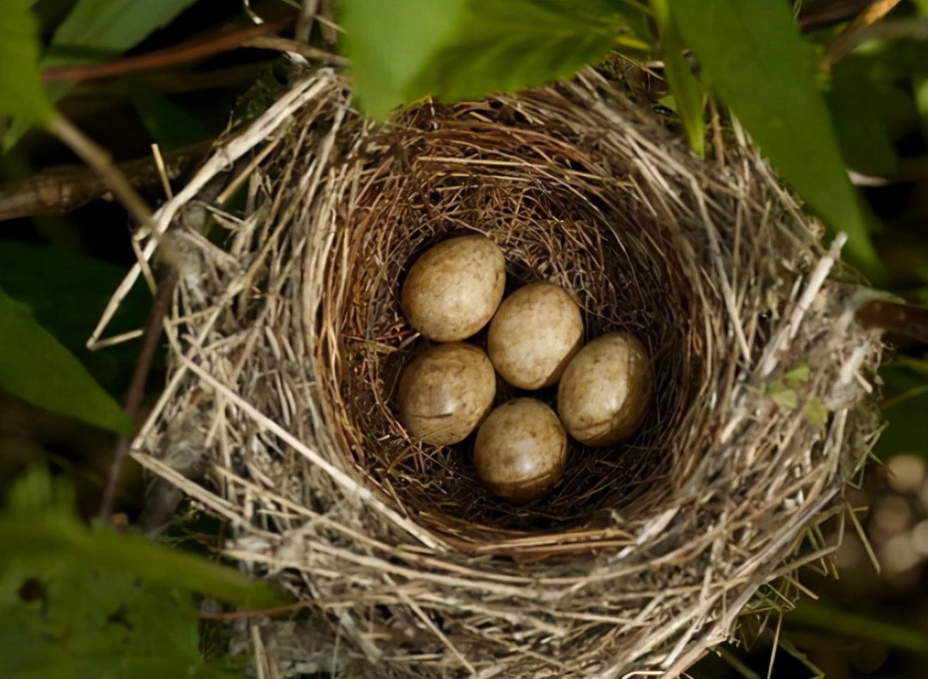 喜鹊窝搭得乱七八糟为何不怕风雪,喜鹊窝建造全过程