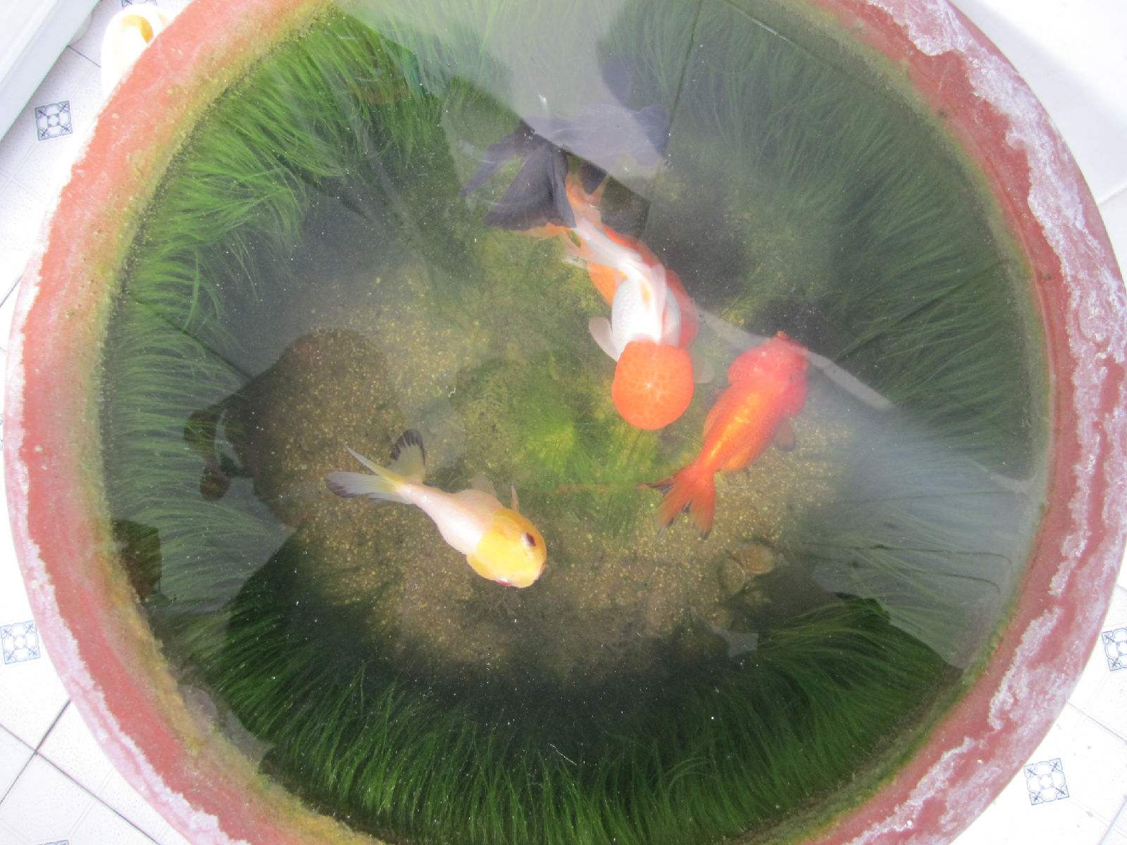 老式水缸种花一定要打孔吗,旧水缸种花怎样打孔