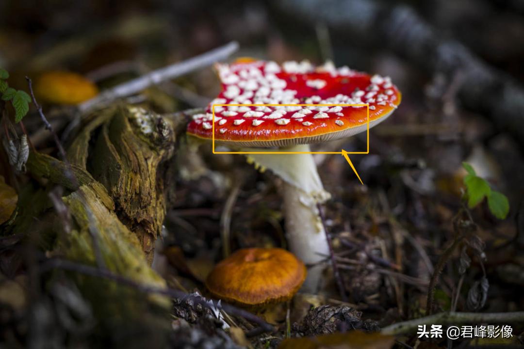 买徕卡sl2还是徕卡m10-r,徕卡sl2必买的三枚镜头