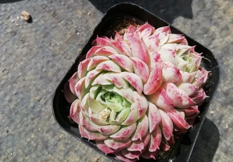 多肉养出状态来有多美？这102种多肉控养上色之后美呆了