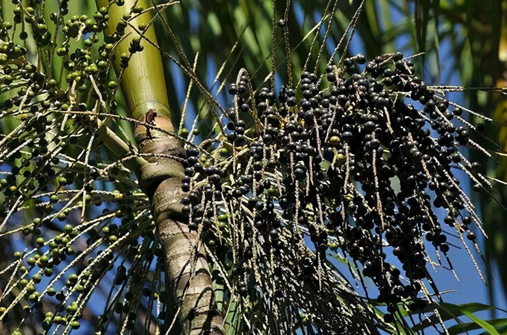 巴西2013图片大全,神奇的巴西
