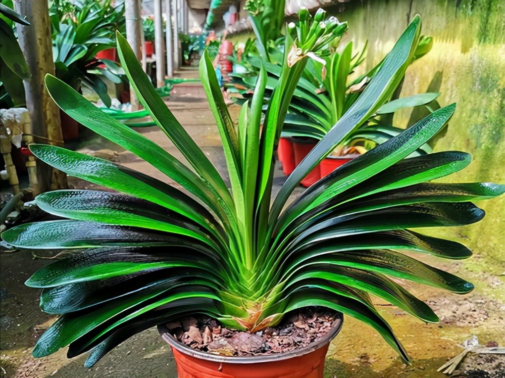 李大姐养君子兰，年年开大花，有吉祥好兆头，原来是她做对5件事