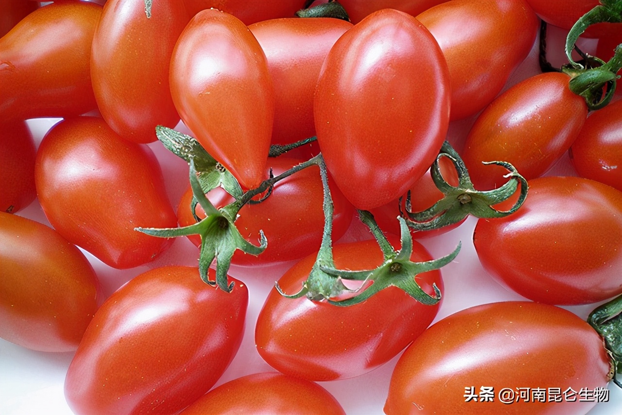 圣女果专用膨大剂有哪些？膨大素什么时候用好？膨大用什么肥料？