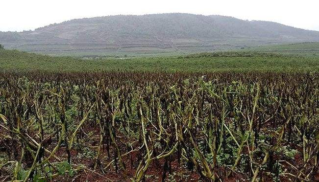 爱尔兰饥荒真实事件,爱尔兰饥荒真实原因