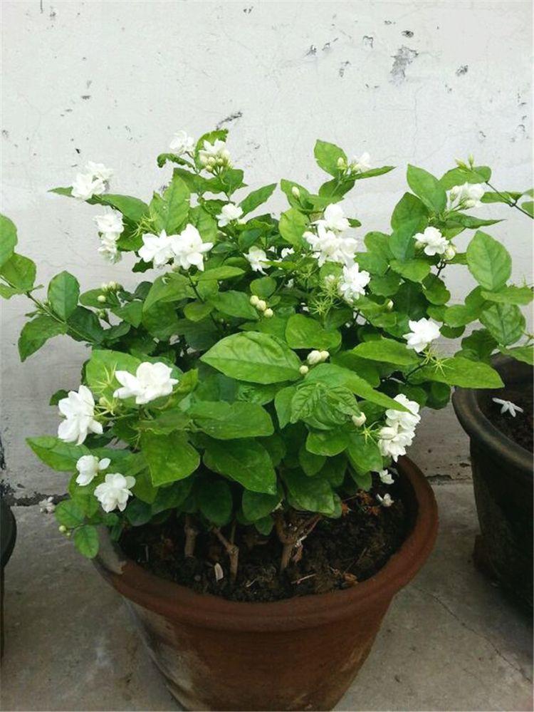 如何养好茉莉花延迟花期,茉莉花开花时候的养护