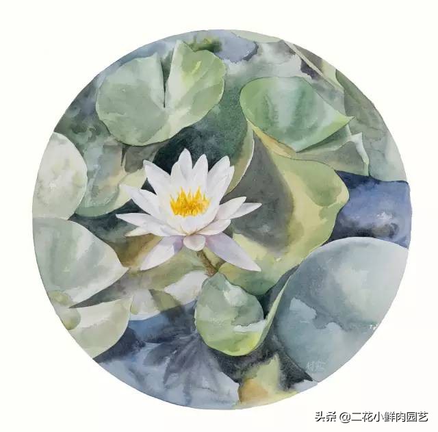 100种花卉绘画,100多张花卉线描手稿素材赶快收藏