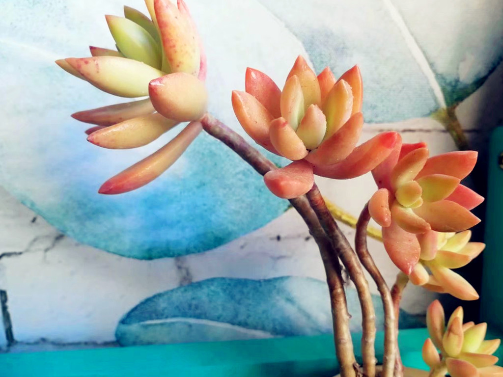 多肉水浇多了怎么办呢,多肉水浇多了怎么补救