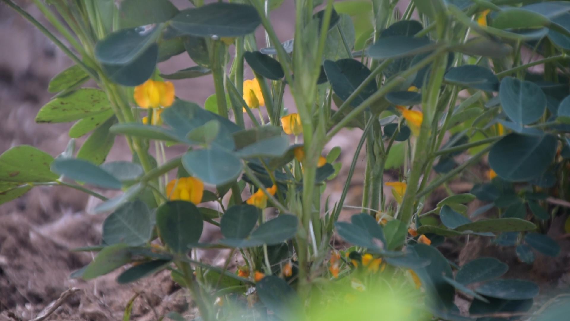 花生种植技术与病虫管理,花生种植与病虫管理