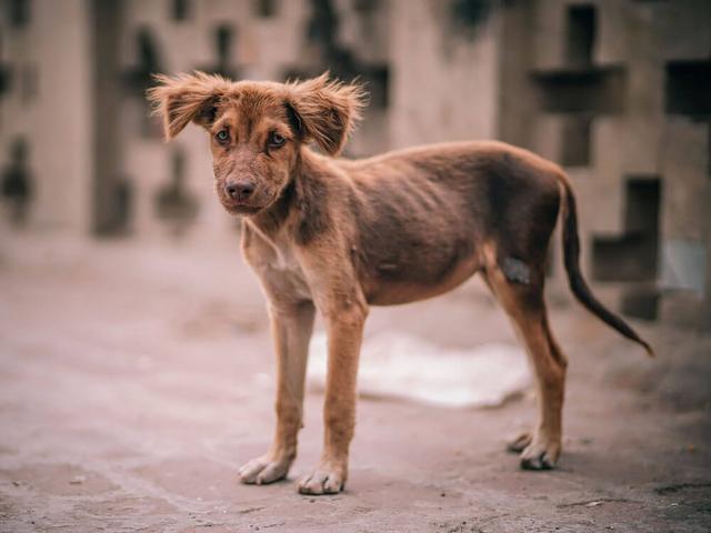 狗狗标准体重表你家狗狗超标了吗,怎样喂养狗狗保持匀称体型