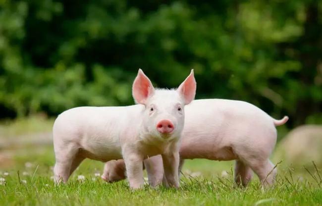 明朝朱是国姓吗,明朝朱姓为什么被灭族