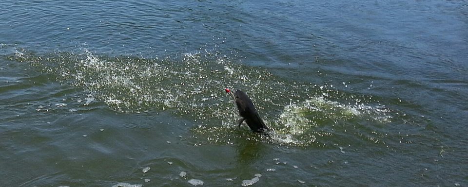 狮子鱼为何在美国泛滥成灾,蛇头鱼在中国为什么不泛滥