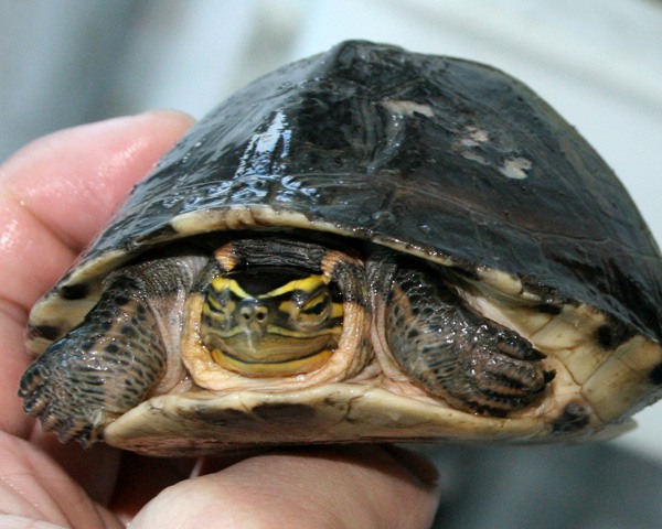 看图识龟,看图识物