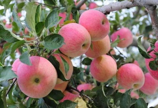 六月什么水果最有营养,6月适合吃的国产水果