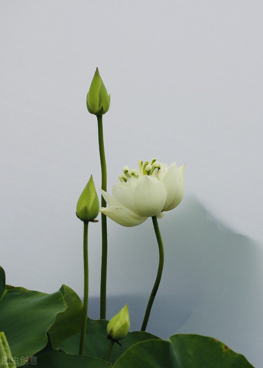 荷花怎么拍好看又有创意视频,教你拍摄荷花的四个意境